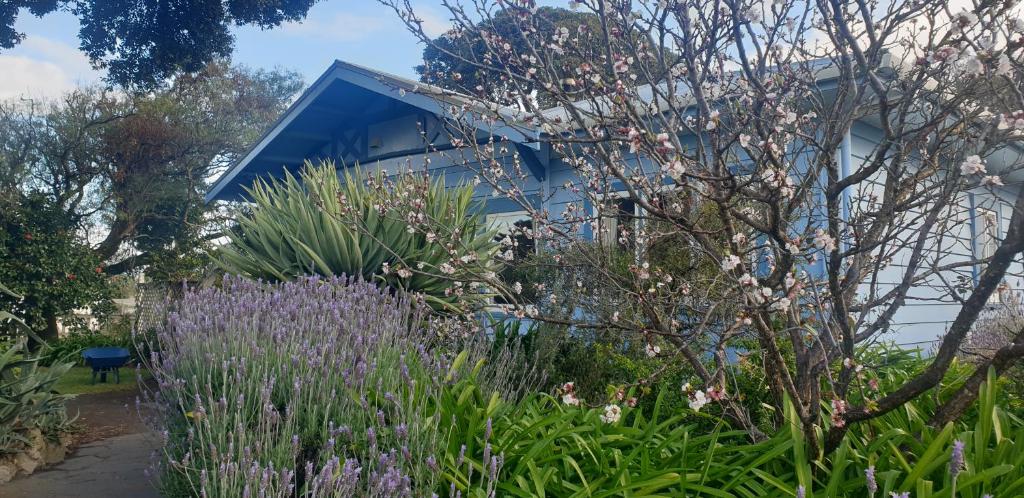 Pohutukawa Villa的一座花园,在一座建筑前种有紫色花卉