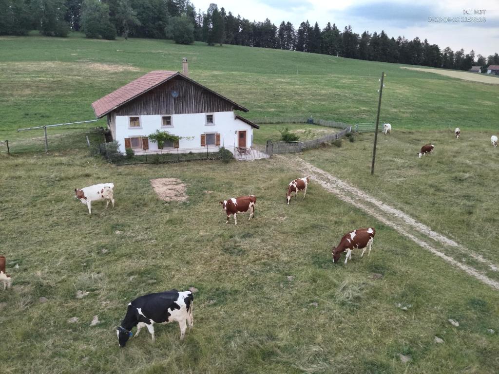 Le Noirmontla ferme de la gaby的一群牛在谷仓的田野里放牧