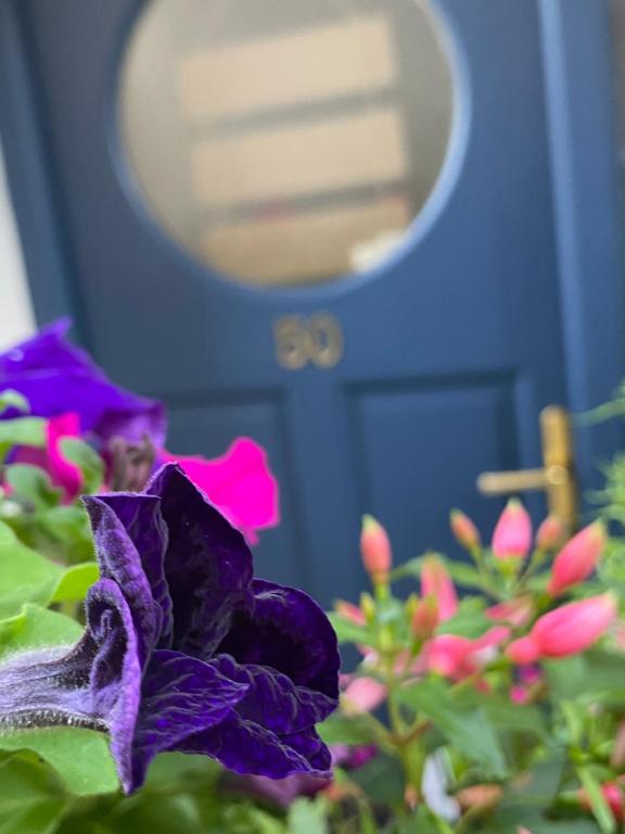 金塞尔Beach Close Lodge的蓝色门前的紫色花