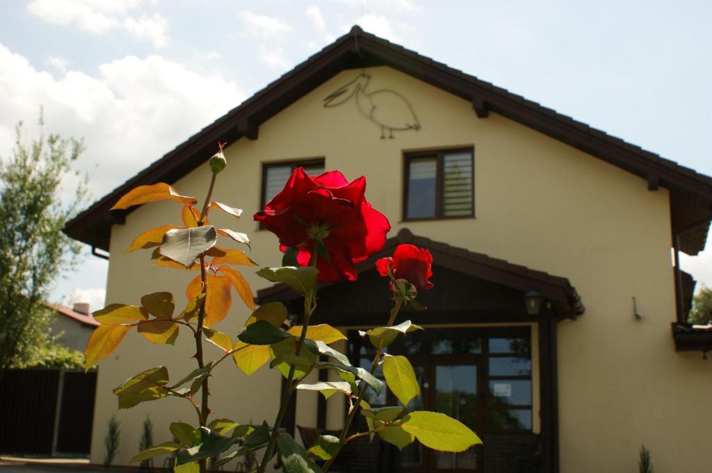 罗兹地区亚历山德鲁夫百利金酒店的房子前面的红玫瑰