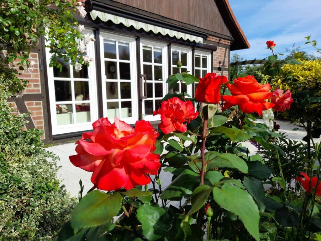 GartowFerienhaus Gartower See的一群红玫瑰在房子前面