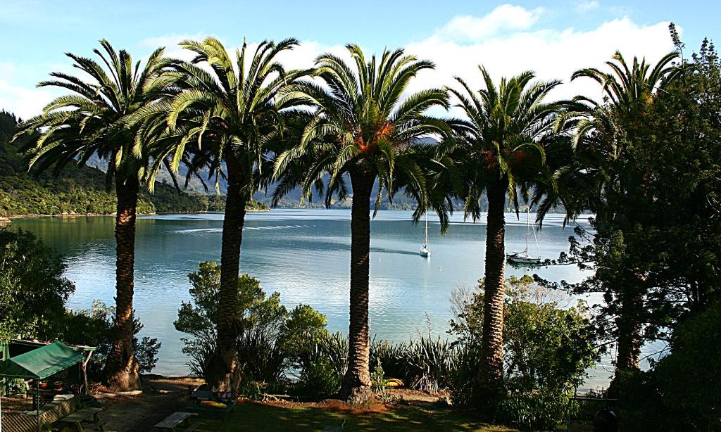 Kenepuru Sounds特玛希亚湾度假酒店的一群棕榈树,在水体旁边