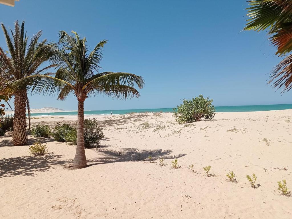 RabilOcean House sol y mar #1的两棵棕榈树和大海的海滩