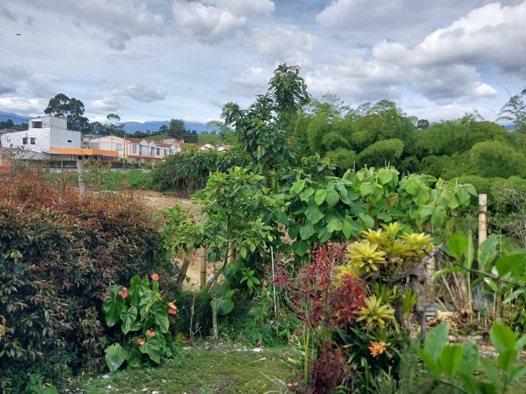 锡卡西亚Tucan Hostal的种满了植物和花卉的花园
