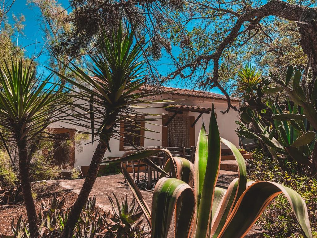 圣路易斯卡萨多赛安依思度假屋的花园中种有植物的房子