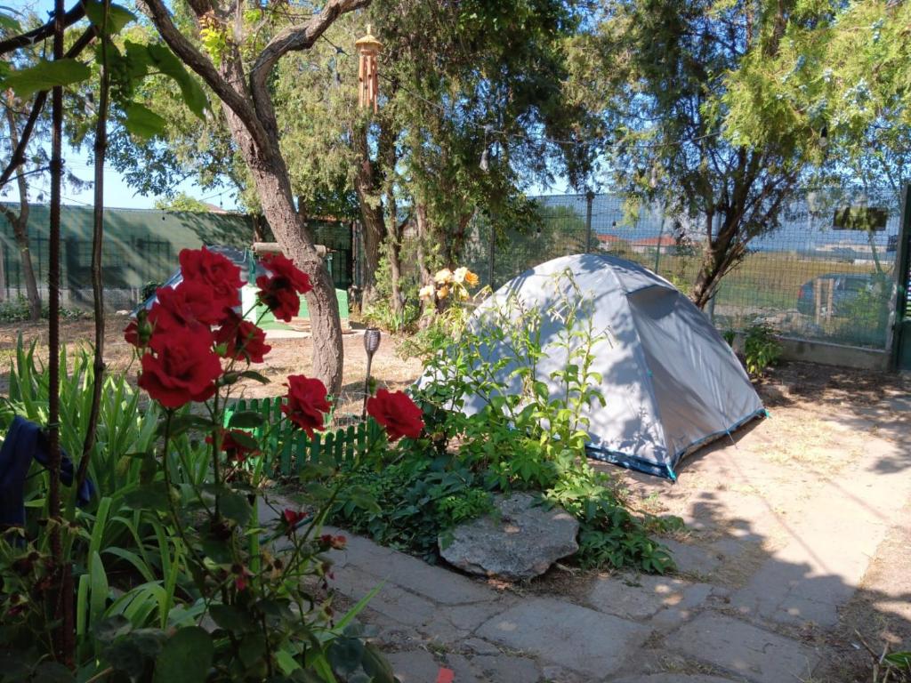 旧瓦马Camping Curtea Pescărușului的花园内红色鲜花的帐篷