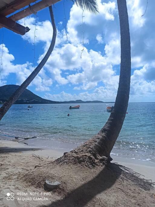 圣吕斯Horizons Caraïbes的海滩上的棕榈树与大海