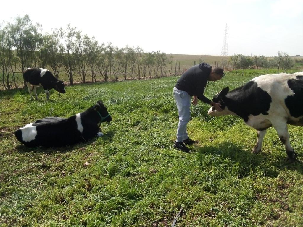 马拉喀什Nuit dans la ferme的一只在田里两头奶牛 ⁇ 的男人