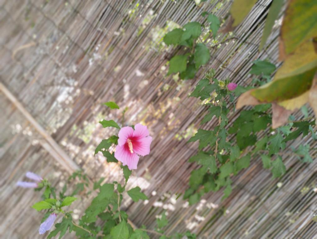 科尼尔-德拉弗龙特拉Sol y playa的花朵粉红色,坐在植物顶部