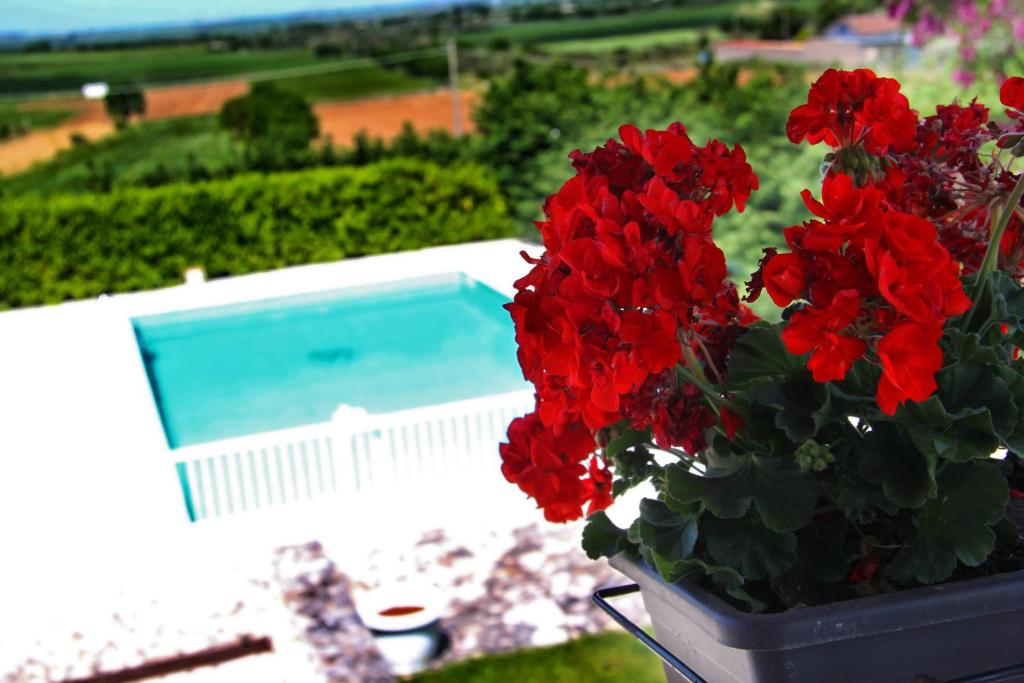 格拉维纳普利亚Miramurgia B&B的游泳池旁种有红花的盆栽植物