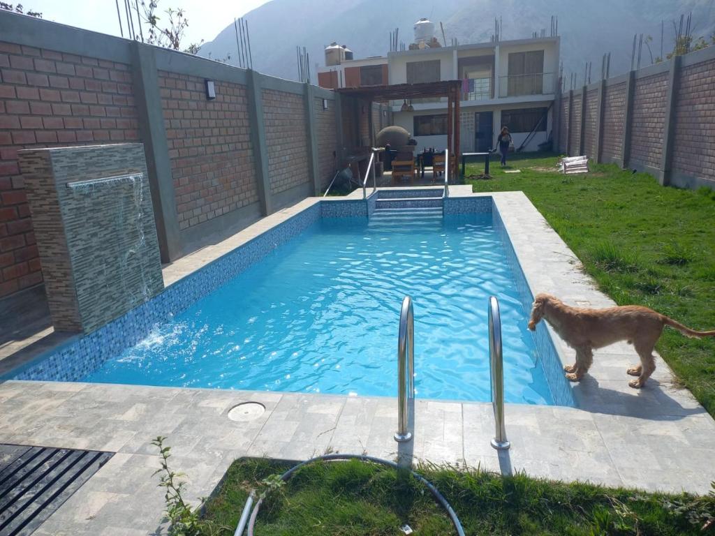 卢那欢纳Casa de Campo Las Tujas的一只狗站在游泳池旁