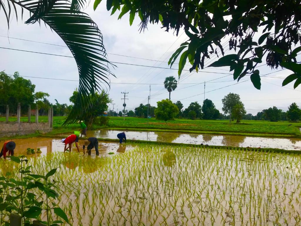 Muang KhôngNak hotels的一群在稻田里工作的人