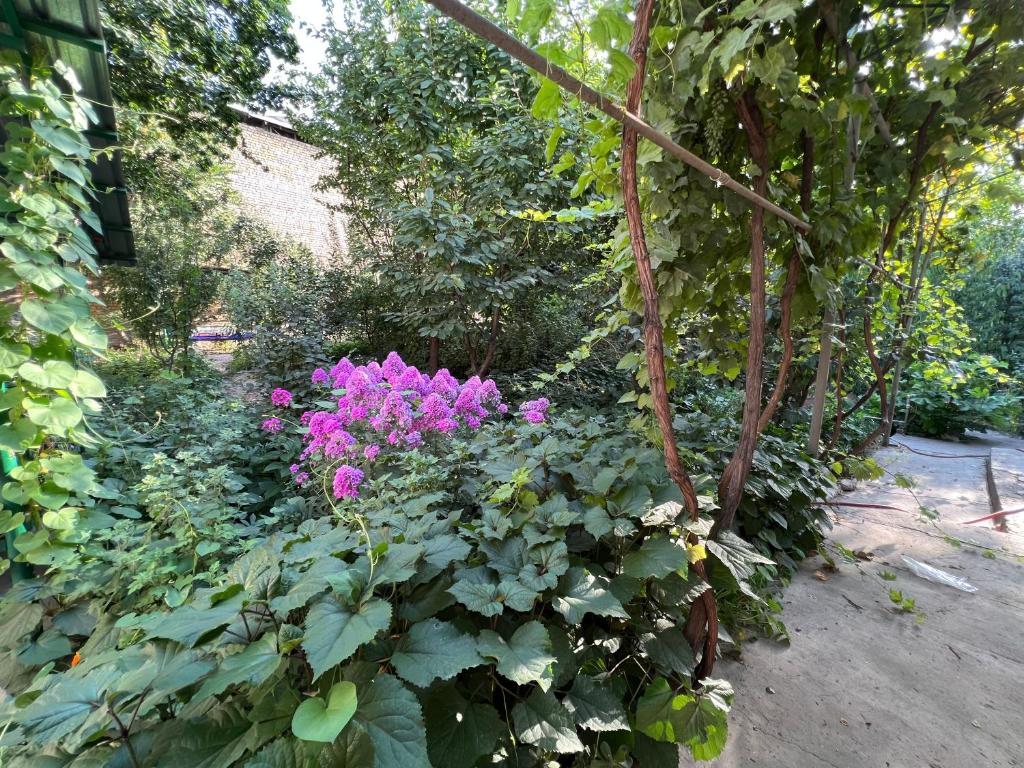奥什Lovely home的种有紫色花卉和绿色植物的花园