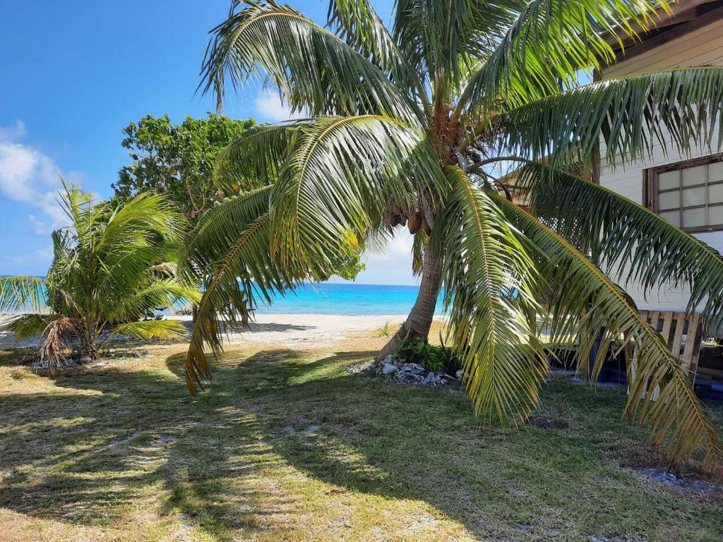 阿瓦托鲁Chalet chez Téra'i的海滩上一棵棕榈树,毗邻房子