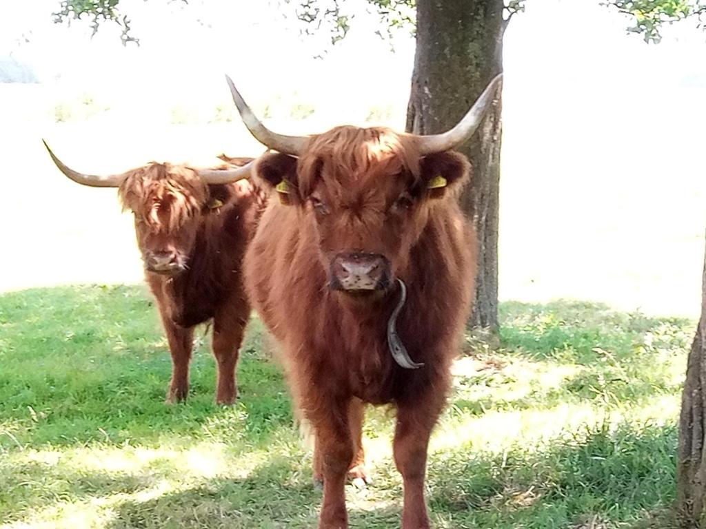 LenzingCamping Dreieck的两只棕色的牛,有角站在田野里
