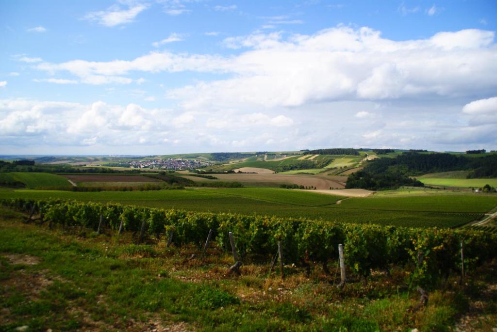 IrancyPause nature à la ferme, campagne viticole的连绵起伏的乡村山丘上的葡萄园