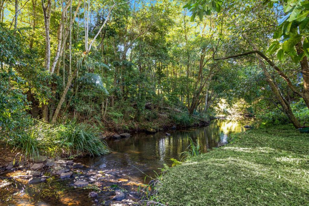 马莱尼Tranquil Getaways On Obi Maleny的树木繁茂的林地里的小溪