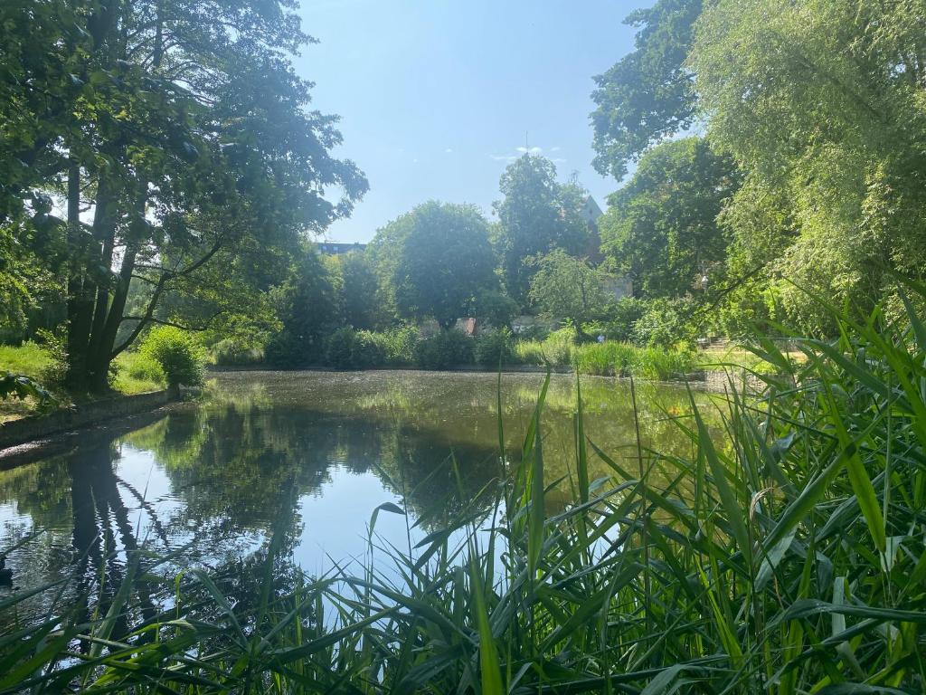 柏林Lake Side Park/Historic/BER/THF的公园中央的池塘,树木繁茂