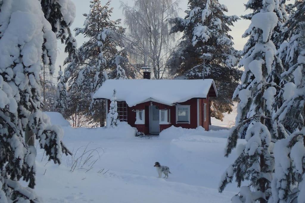 罗瓦涅米Lysti Cottage by the lake and magical countryside的狗在雪中行走在小屋前