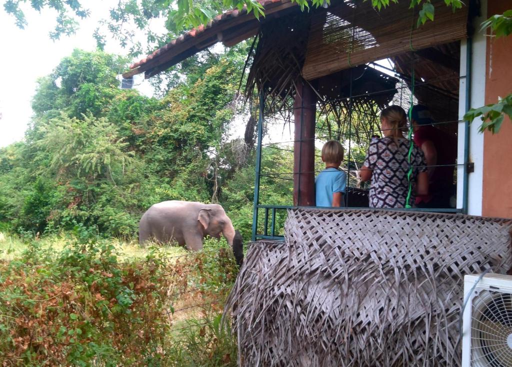 波隆纳鲁沃Lake Cabin的一群人看着一只小象站在一座建筑旁边