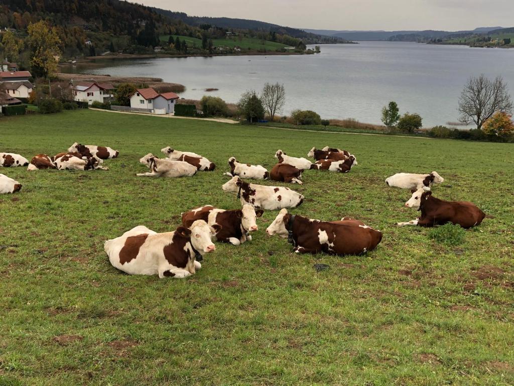 MontperreuxFleur d'eau的一群牛躺在田野里