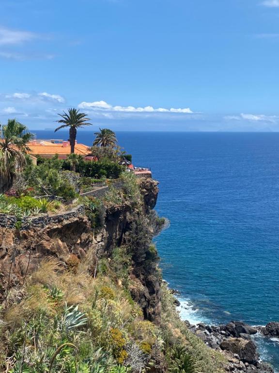 卡尼索Inn & Art Madeira的海边悬崖上的棕榈树