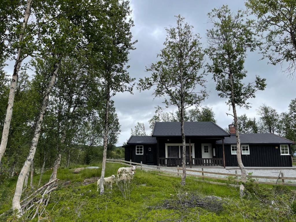 奥尔Sigurdhytta的树木林立的黑房子