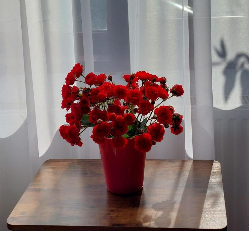 布朗The Black Cat的红色花瓶,红色花朵坐在桌子上
