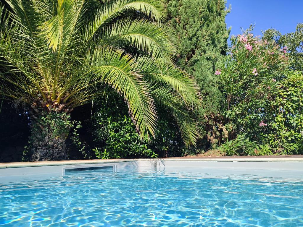 蒙彼利埃Bastide Castella的一座棕榈树环绕的游泳池