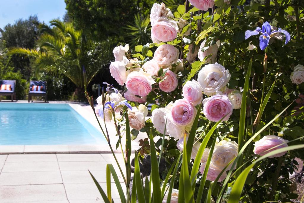 奥尔梅托奥利亚斯特鲁酒店的游泳池旁的一束粉红色的花