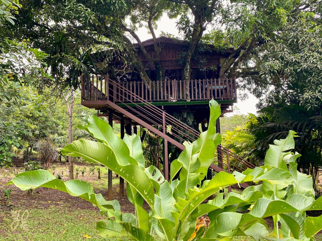 Hotel Heliconias Nature Inn &amp; Hot Springs外面的花园