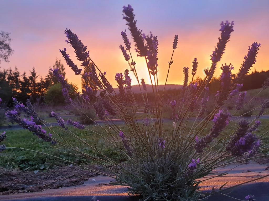 Lavender Row Farm的一块薰衣草,背景是日落