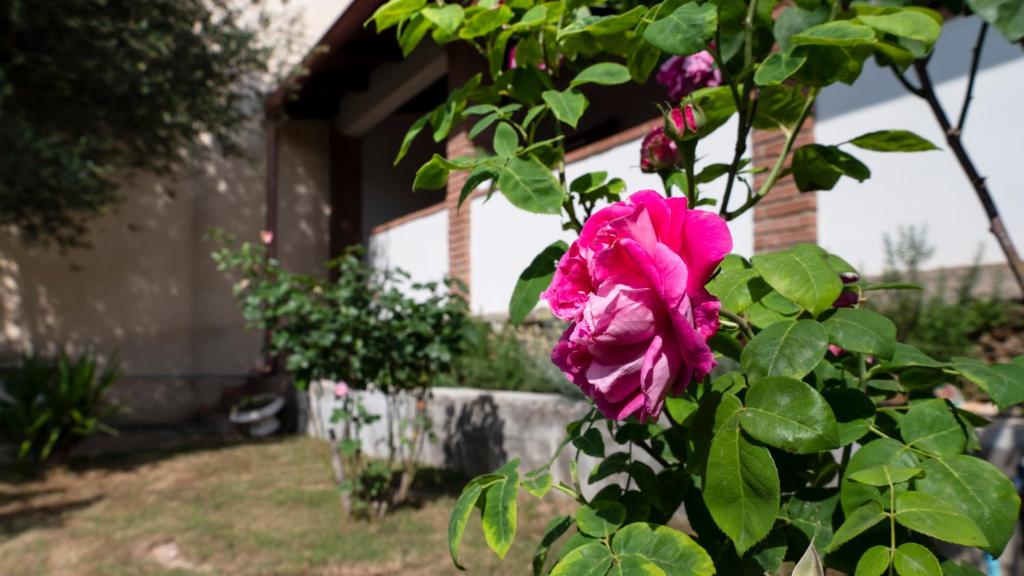 伊格莱西亚斯Casa di Elena的一座房子前面的灌木丛上一朵粉红色的花