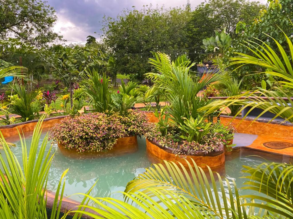 福尔图纳Hotel Heliconias Nature Inn & Hot Springs的花园,花园内有盆栽植物