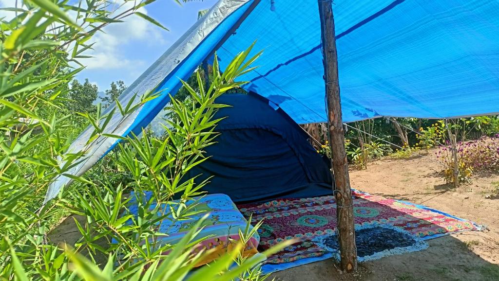 埃拉Freedom Camp Ella的蓝色帐篷,位于一些植物中间