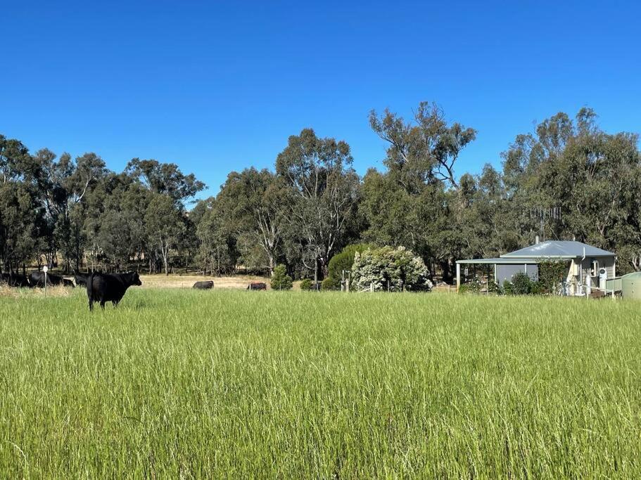 SwanpoolBogaroo Cottage的站在草地上的黑色牛