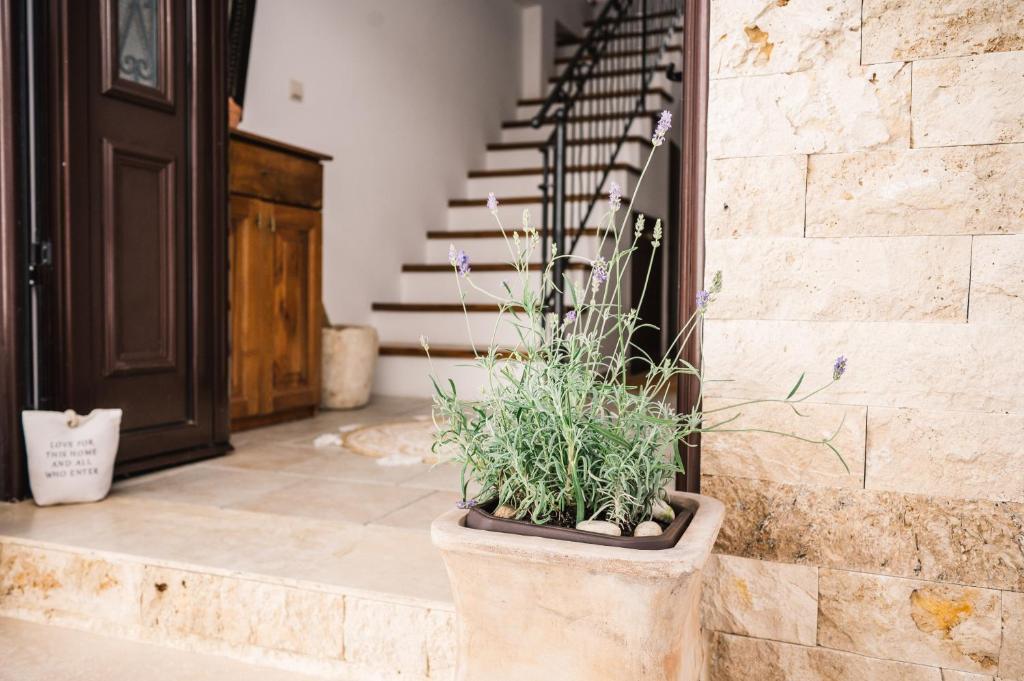 乌尔齐尼Guest house Mirah的坐在楼梯边的盆栽植物