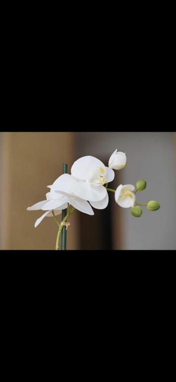 拉巴特Pristigia rabat的两朵白花坐在花瓶里