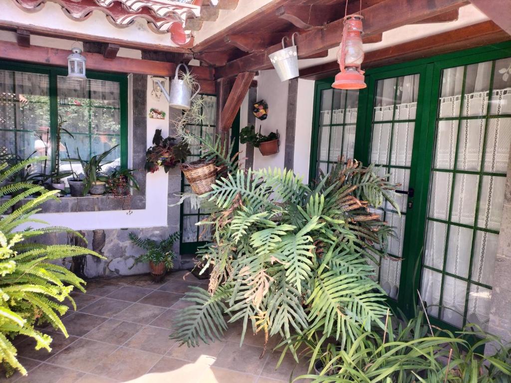 贝加德圣马特奥EL LLANETE的种植了植物和盆栽植物的庭院