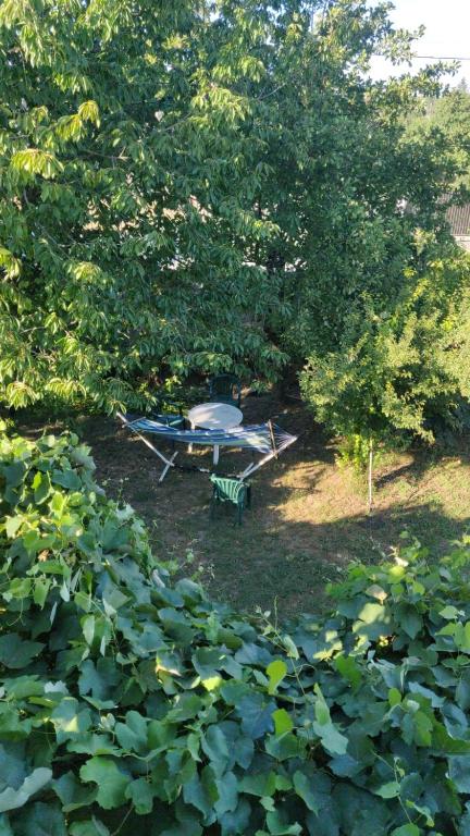 MurfatlarAdriana的野餐桌和树木繁茂的院子内的长凳