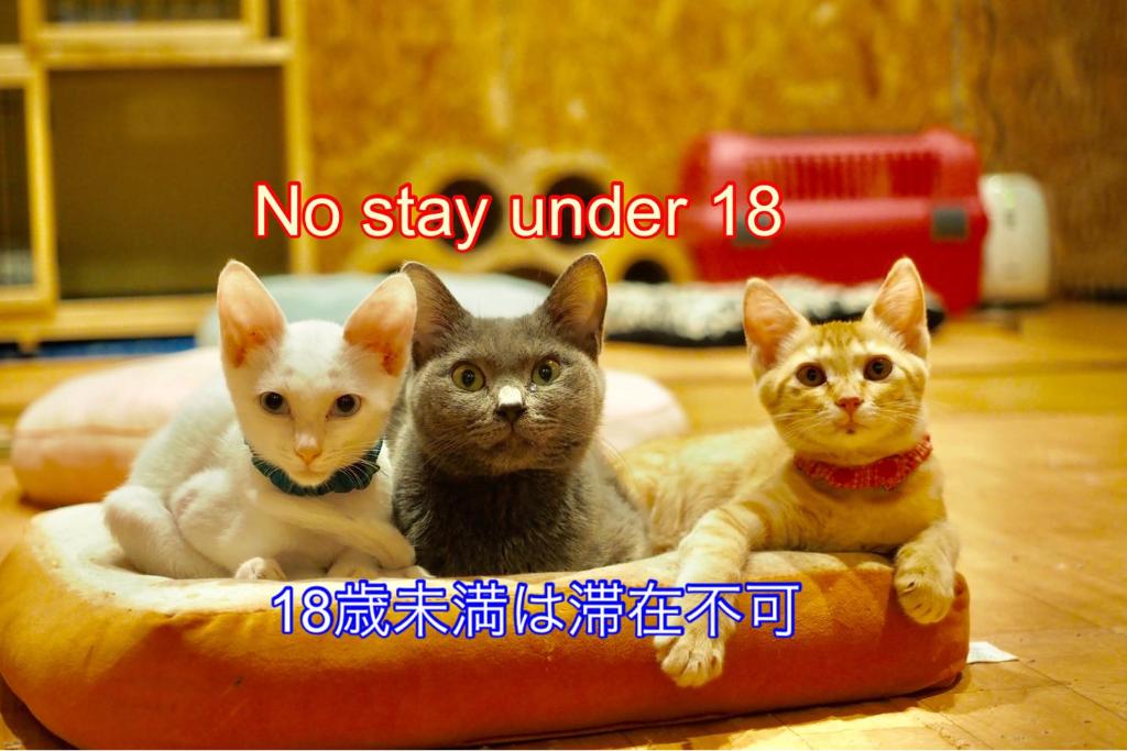 福冈尼克库拉旅舍的三只猫坐在阴道林林林林林林林林林里