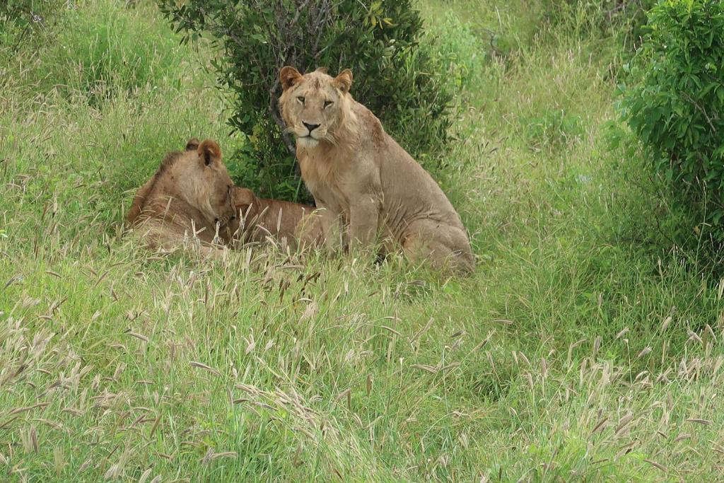 VoiTausa Tsavo Eco Lodge的两只狮子躺在草地上