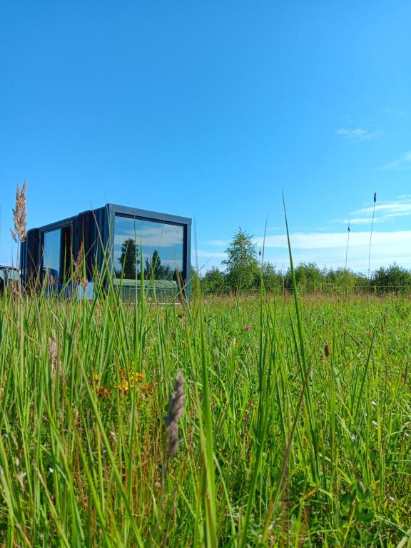 Wild Meadow的一块高大的草地上的玻璃房子
