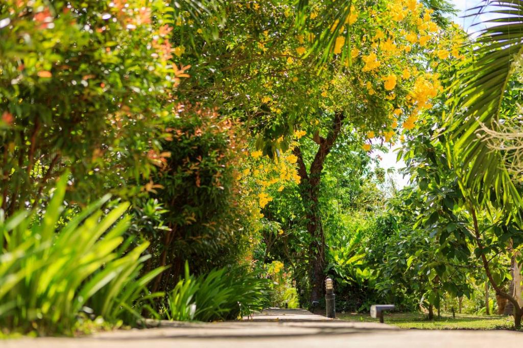 班邦宝Bang Po Garden的树木和植物公园的小路