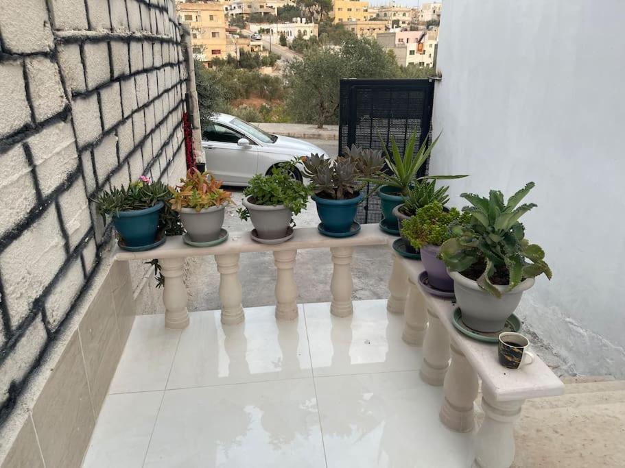 乌姆盖斯Beit Al Hasan بيت الحسن的阳台上桌子上一排盆盆栽植物
