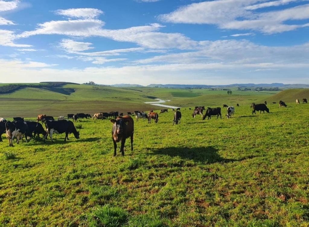 莫里维尔Hythe Cottages的一群牛在绿色的田野里放牧