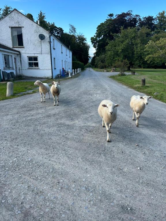 克朗梅尔Gurteen farm house的一群羊沿着马路走着