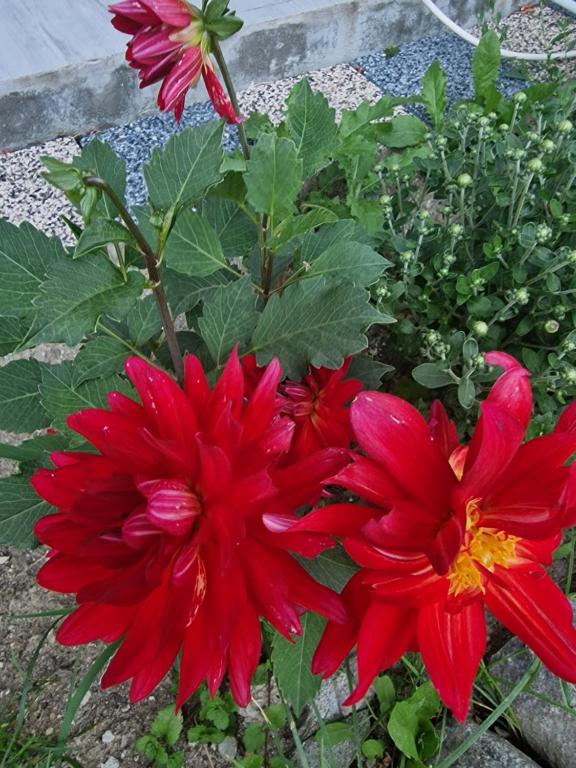 Căpăţîneni-UngureniPensiunea Ricky的花园里的一群红色花
