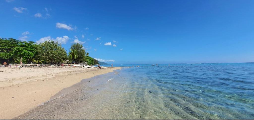 普纳奥亚Tuatahi Beach Lodge的一片种满树木和水的沙滩