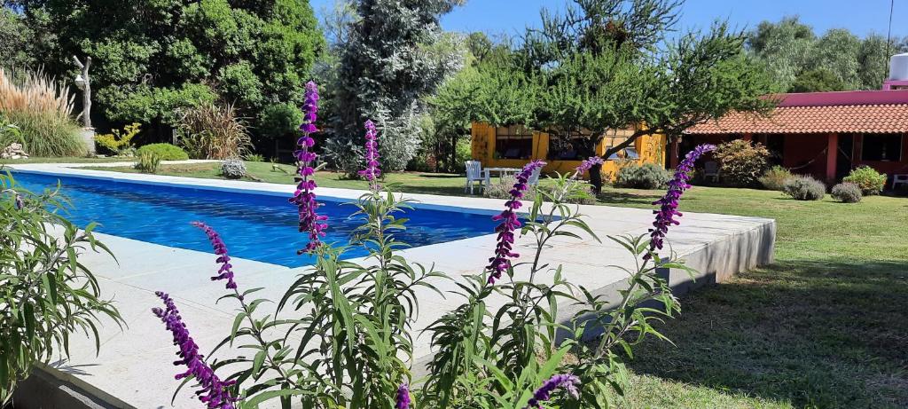 圣哈维尔Posada Villapancha的游泳池旁种有紫色花的花园